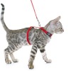 silver bengal kitten and harness